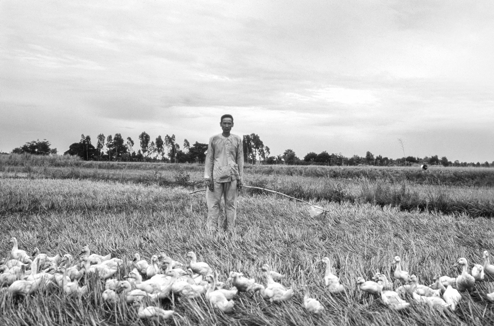 Camponês nos Campos de Arroz do Vietna, 1995