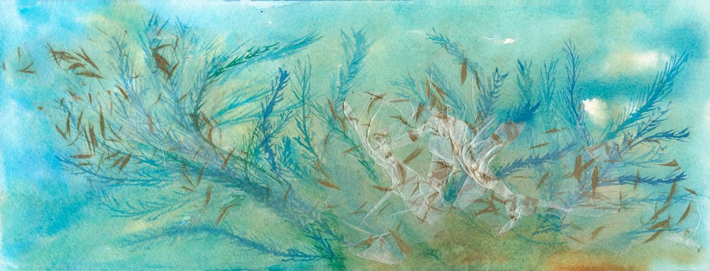 Da Série Algas Imigrantes #01, 2020