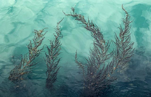 Da Série Algas Imigrantes #02, 2020