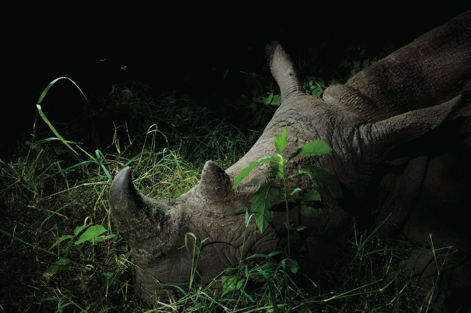 Jornada do Rinoceronte