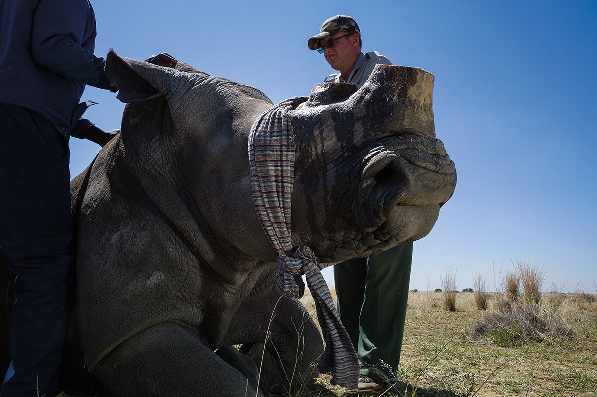 A Jornada do Rinoceronte