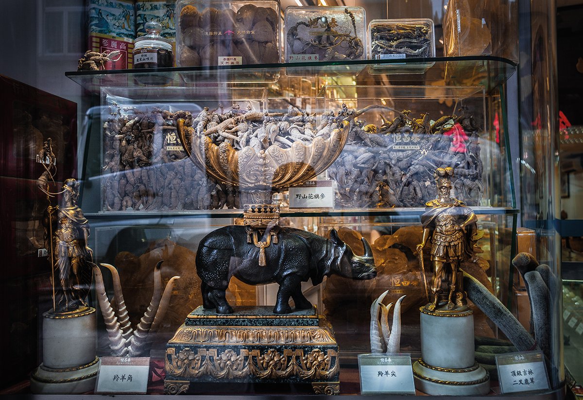 A Jornada do Rinoceronte