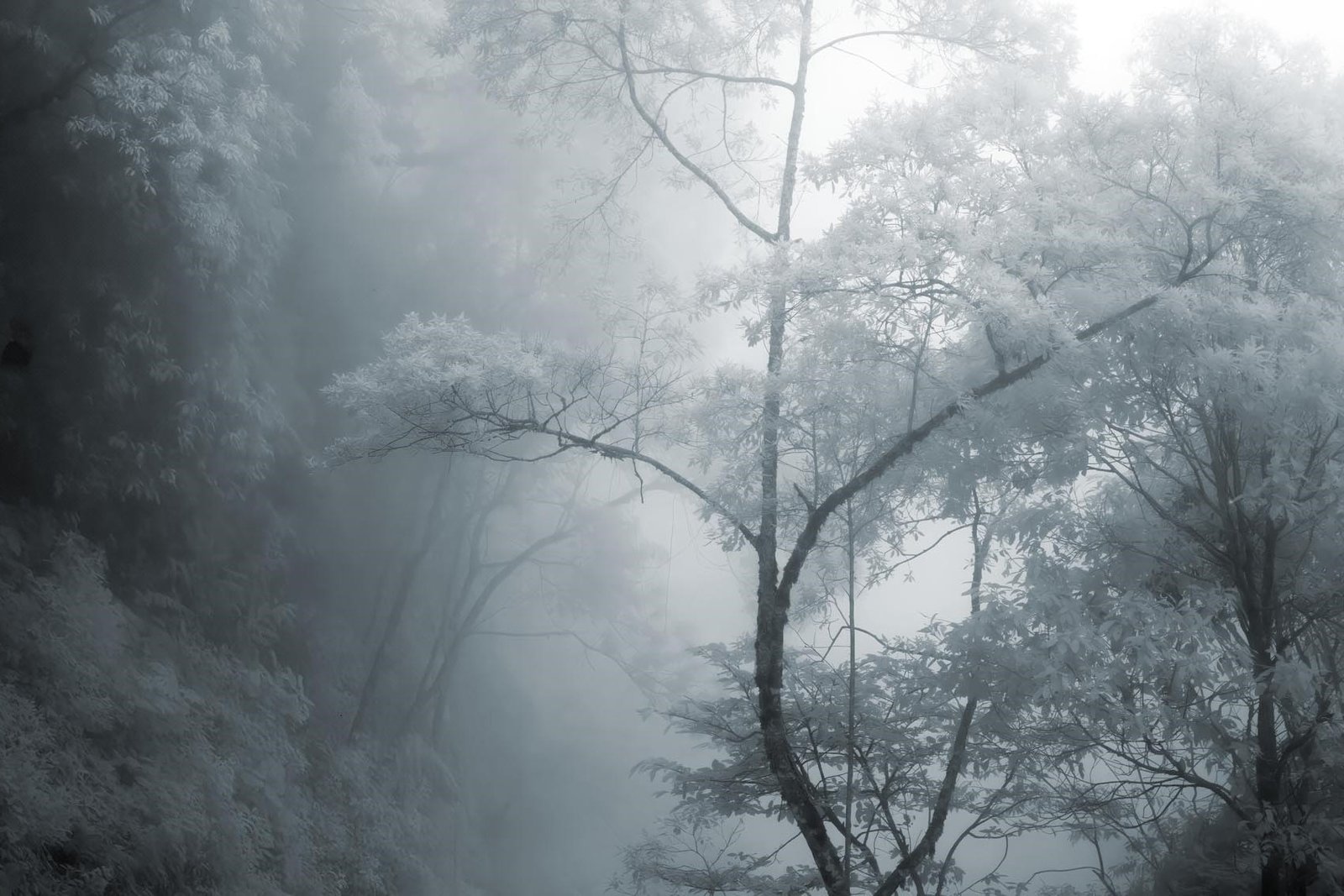 Mata Atlântica (latus sensu) 2