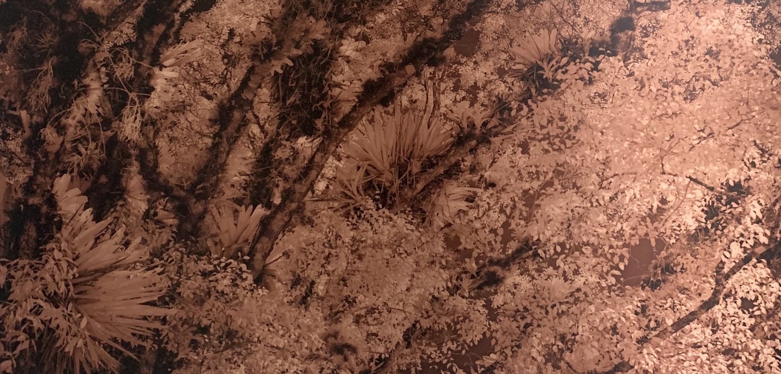 Mata Atlântica (latus sensu) 5