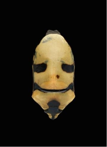 Ecoryssesgrandis - Maskharah 