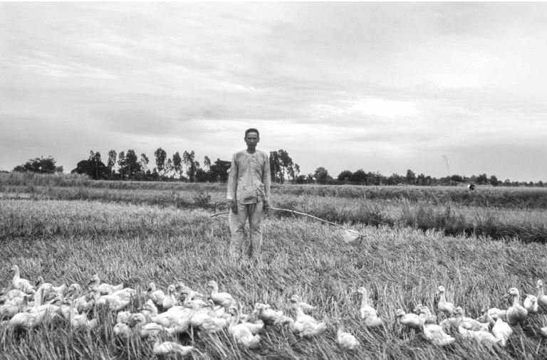 Camponês nos Campos de Arroz do Vietnã