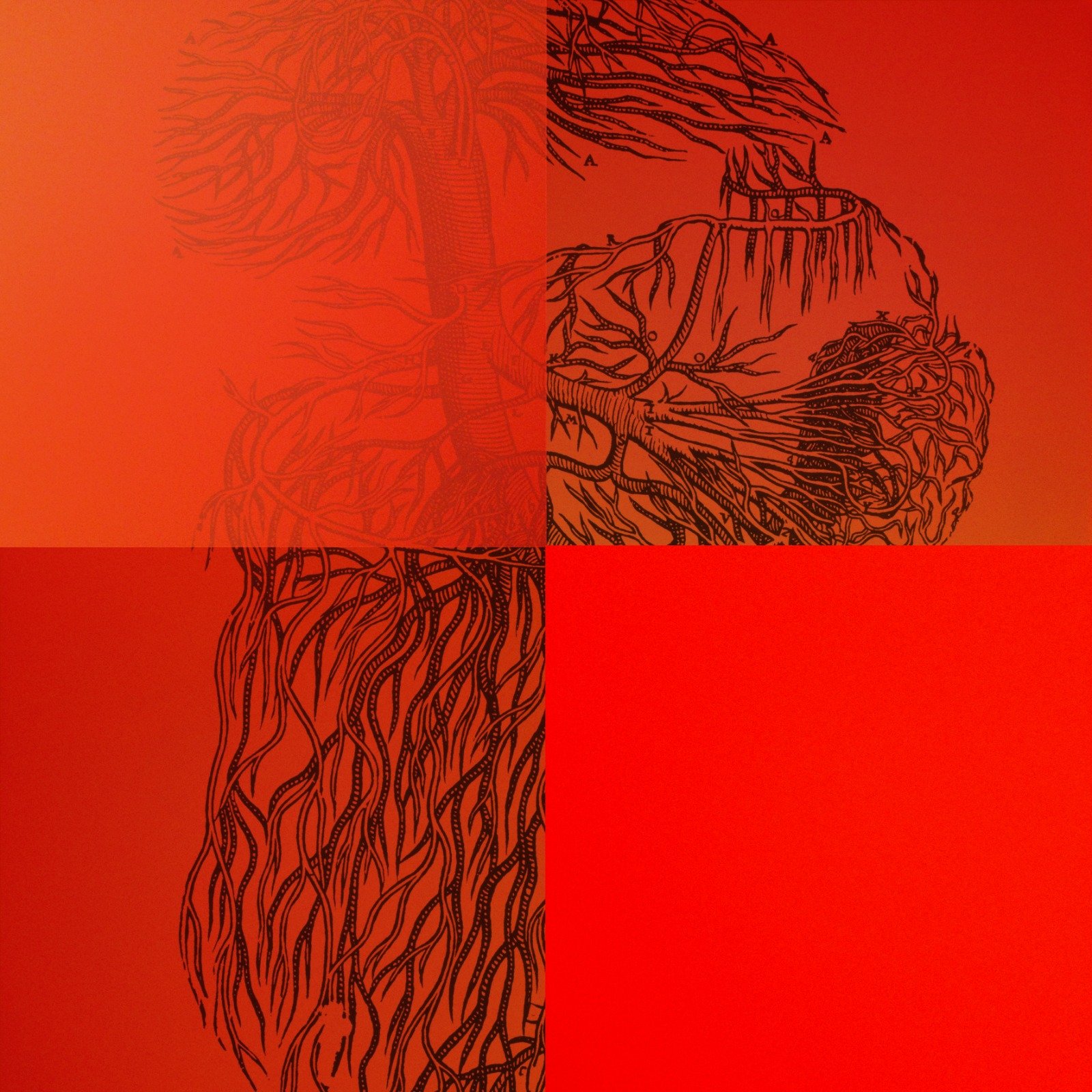  De Onde Emergem Os Nervos VIII