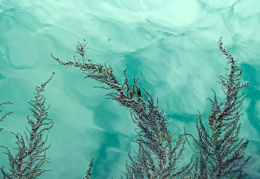 Da série Algas Imigrantes #06, 2020