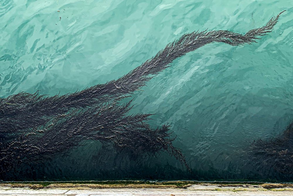  Da série Algas Imigrantes #07, 2020