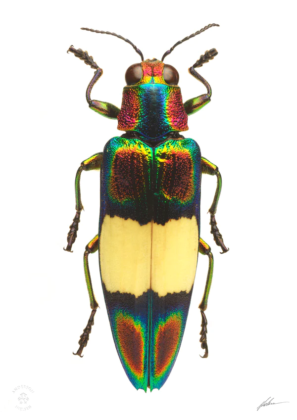 Chrysochroa Ocellata Ephippigera