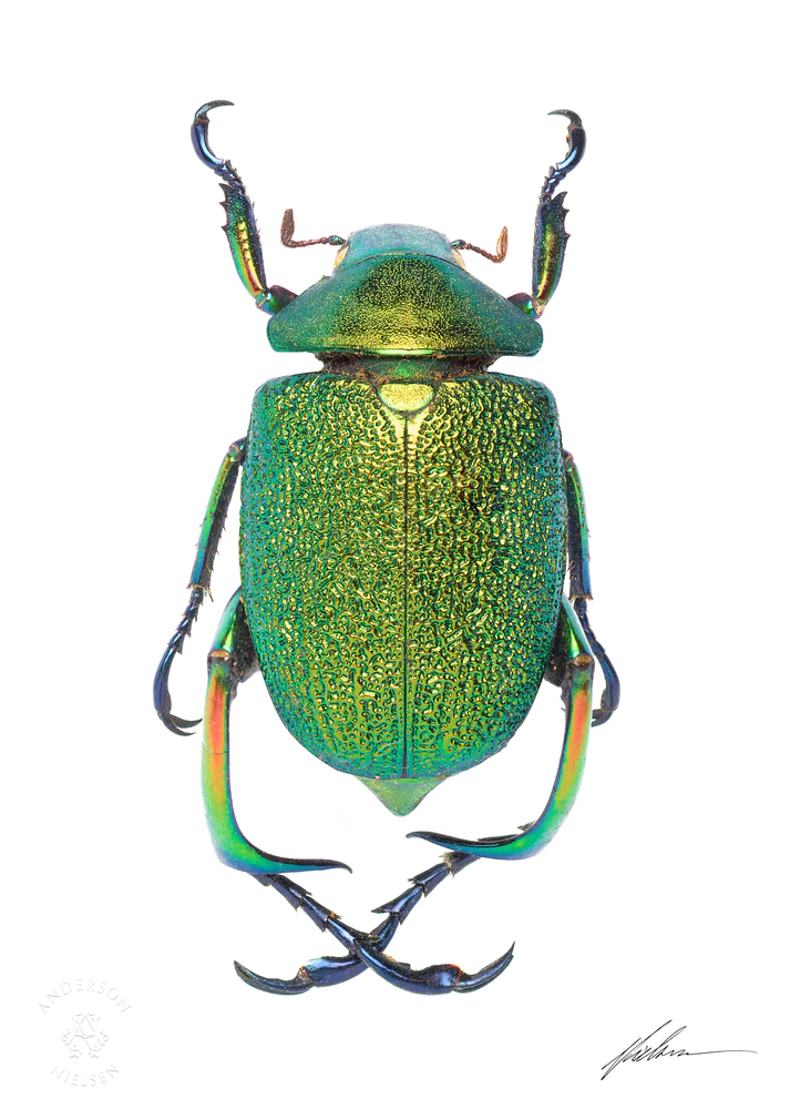 Chrysophora chrysochlora