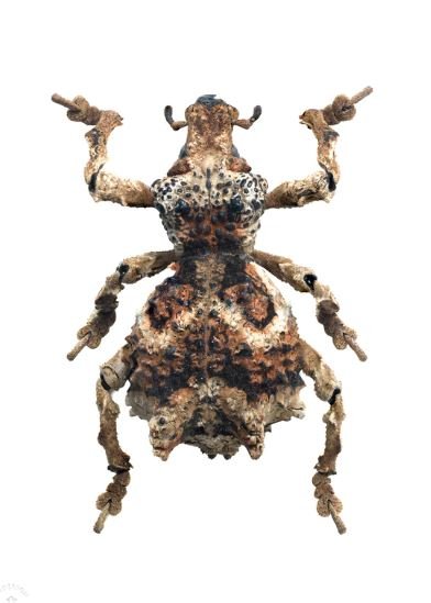 Pelidnota cyanitarsis