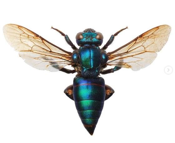 Vespa Verde / Euglossini