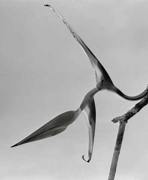 Bico de Papagaio, c. 1952